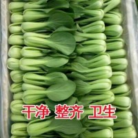 2021新鮮蔬菜上海青小油菜農家自種蔬菜類小青菜綠葉菜小白菜 店長5斤+泡沫箱