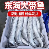 錦蜜姬 特大帶魚整條帶魚整箱裝特大無冰衣渤海釣帶魚批發 1斤3條左右 10斤