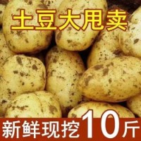 云南新鮮黃皮黃心土豆馬鈴薯現挖新鮮蔬菜2022新貨 帶箱9-10斤大果