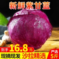 衛青沙窩 紫甘藍包菜卷心菜葉菜類新鮮蔬菜沙拉 健康輕食 5斤裝