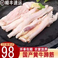 國產生牛蹄筋2斤黃牛蹄筋生牛筋新鮮冷凍火鍋牛肉牛雜生鮮 1000g